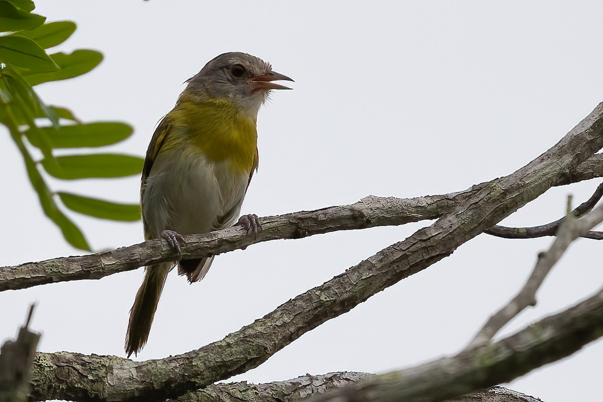 Ashy-headed Greenlet - Sergio Porto