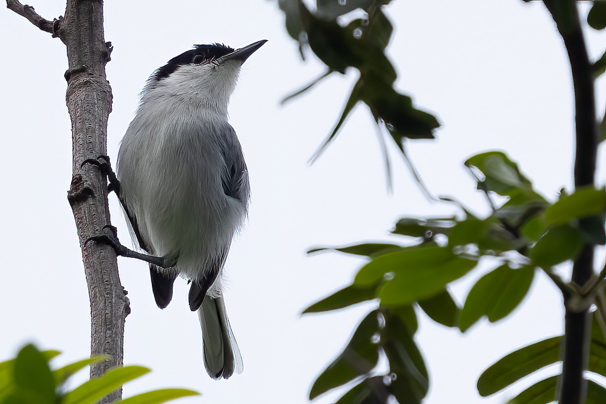 Tropical Gnatcatcher (innotata) - ML623389905
