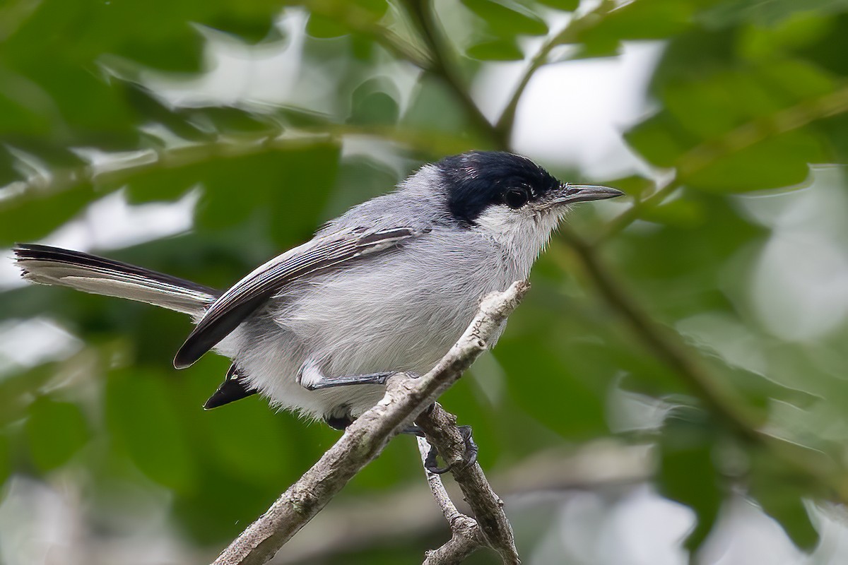 Tropical Gnatcatcher (innotata) - Sergio Porto