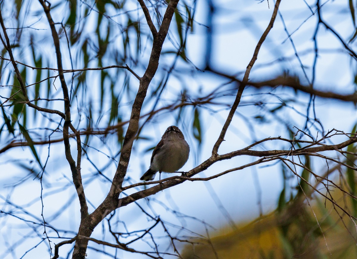 Western Gerygone - ML623390004