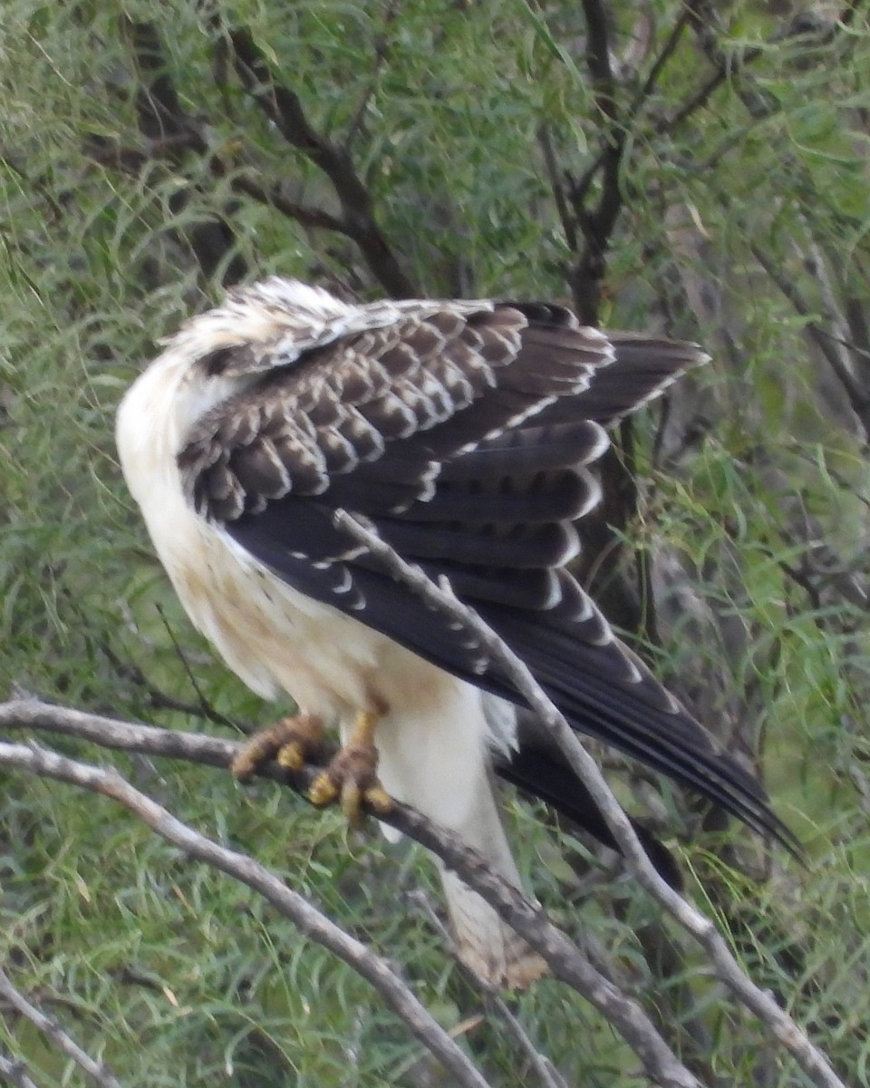 Swainson's Hawk - ML623390026