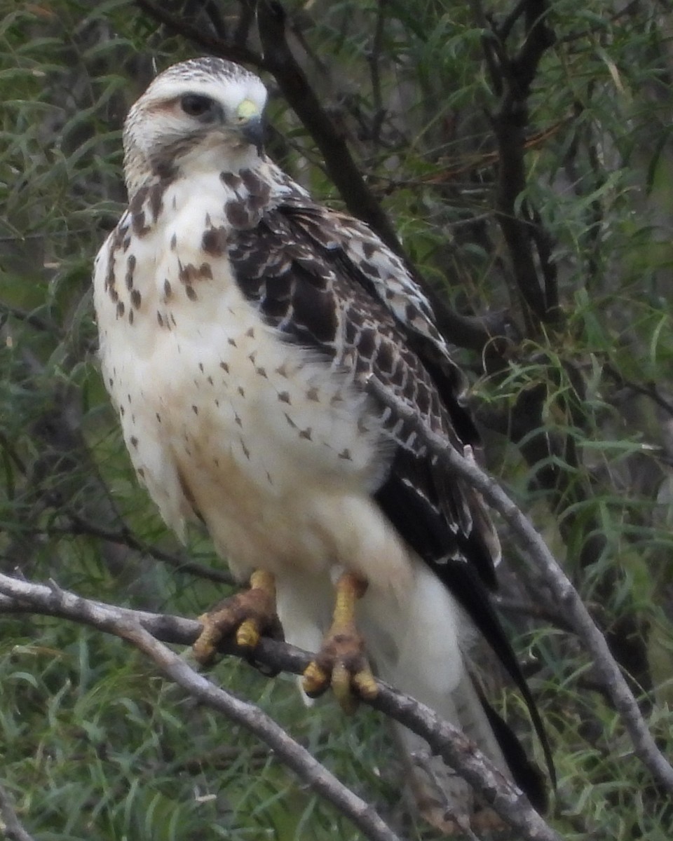 Swainson's Hawk - ML623390027