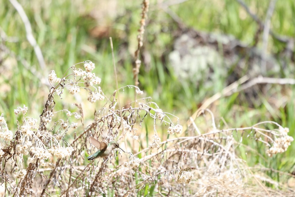 Black-chinned Hummingbird - ML623390056