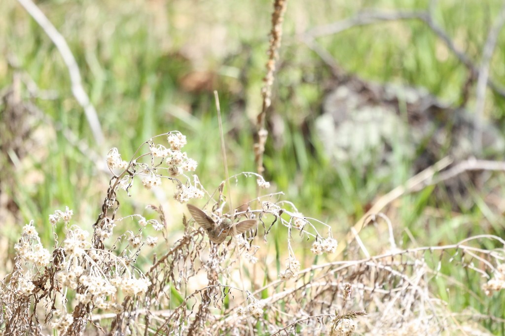 Black-chinned Hummingbird - ML623390057