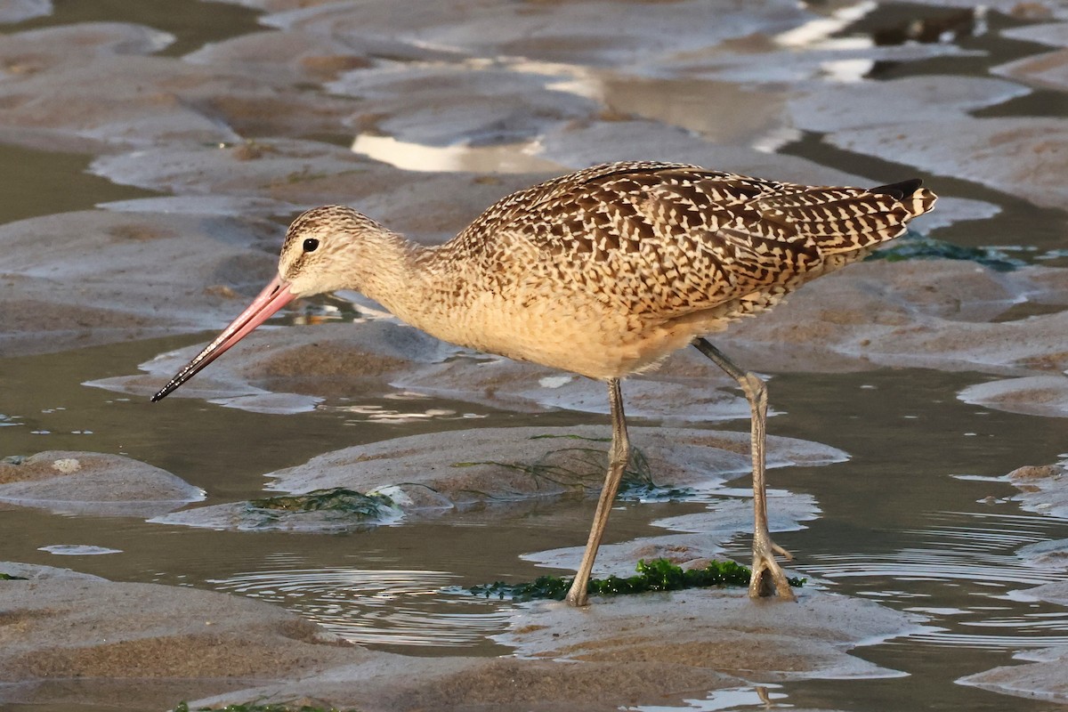 Marbled Godwit - ML623390085