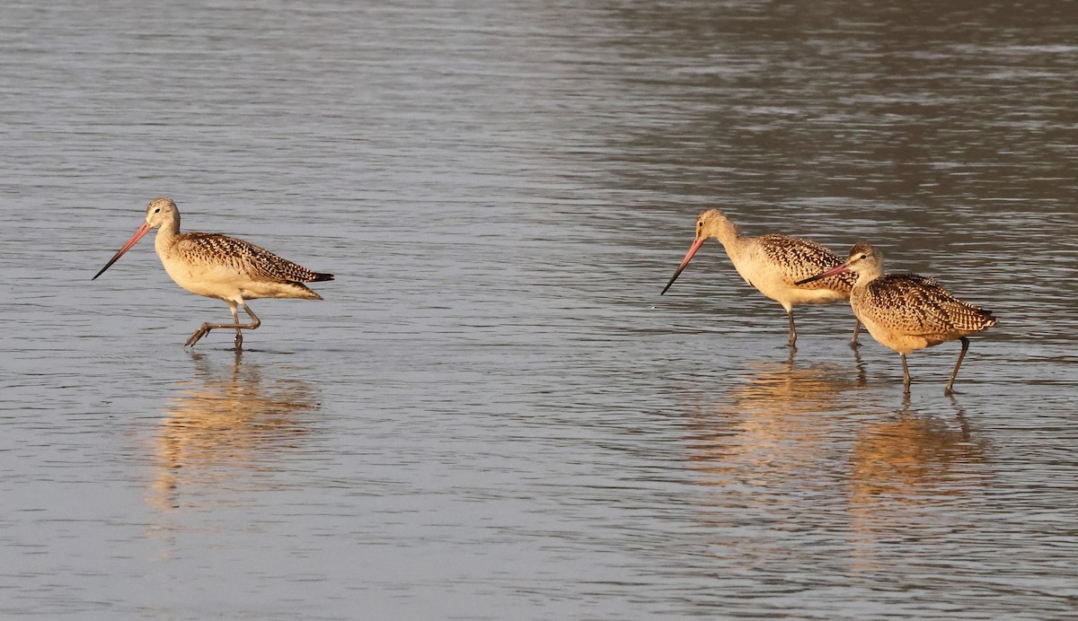 Marbled Godwit - ML623390086