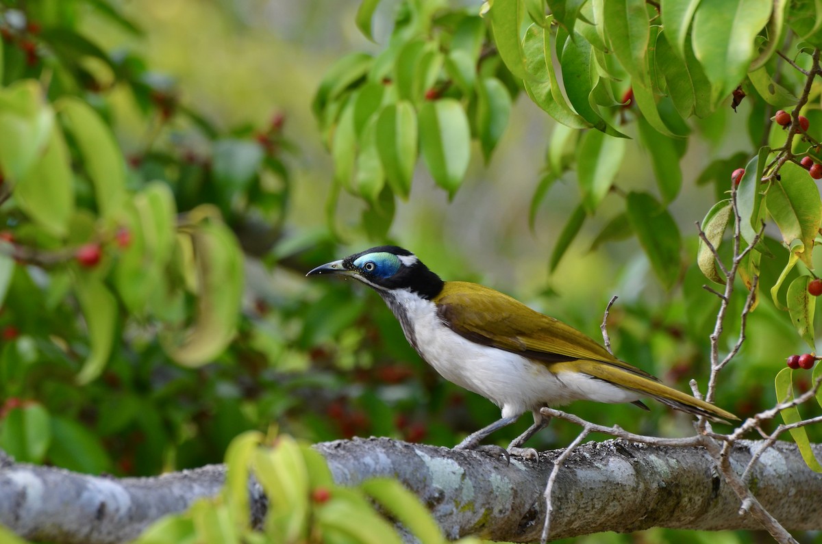 Blue-faced Honeyeater - ML623390091