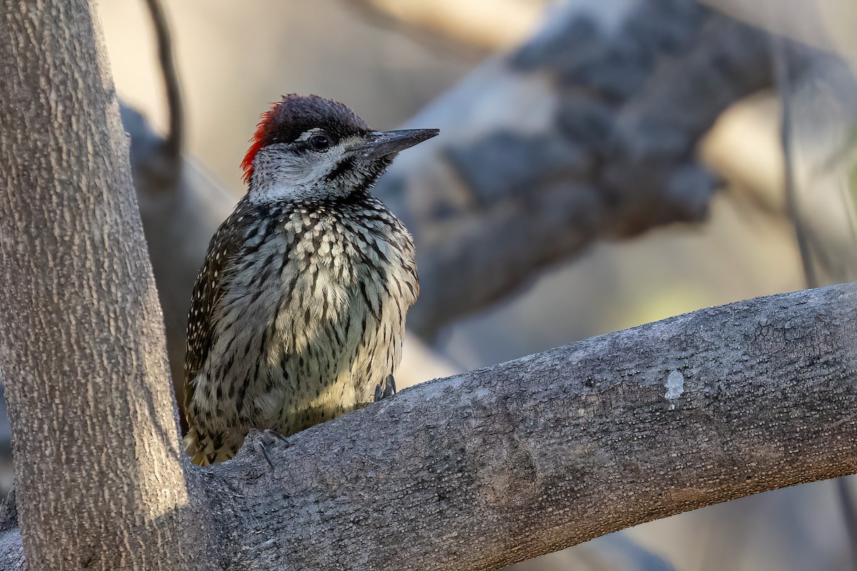 Golden-tailed Woodpecker (Golden-tailed) - ML623390132