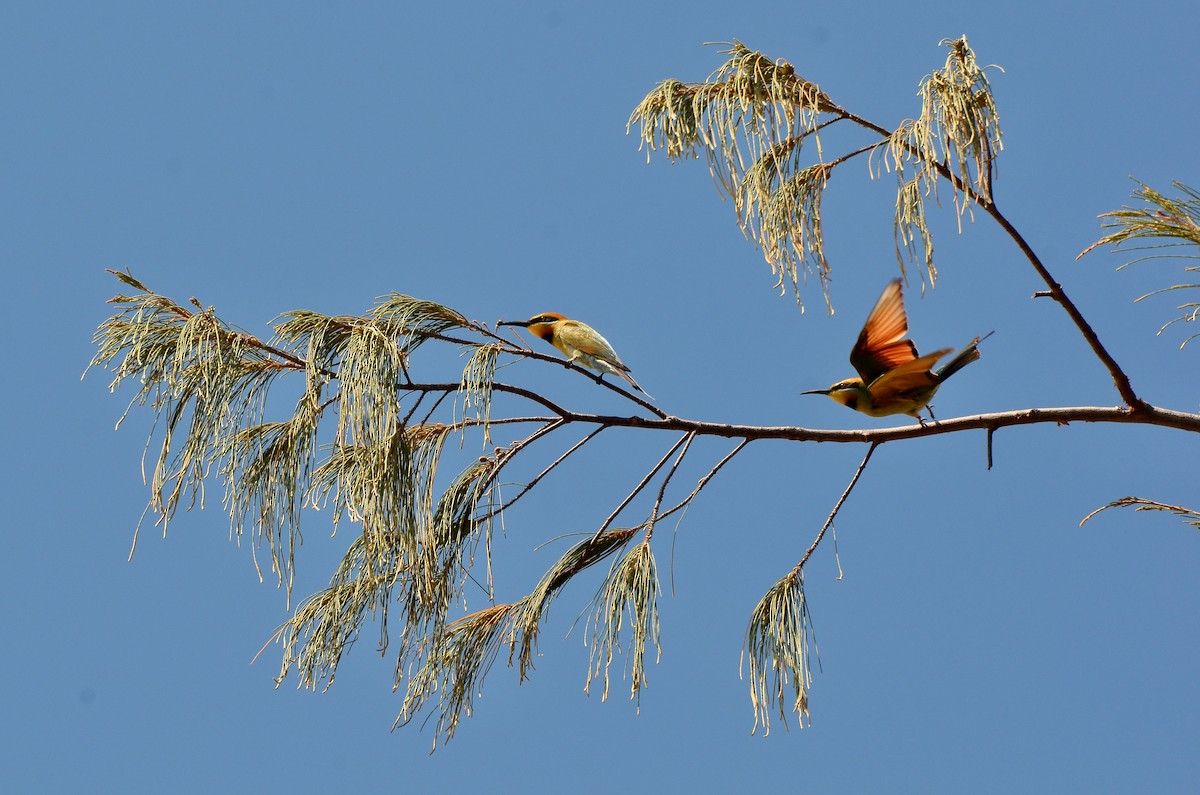Rainbow Bee-eater - ML623390137