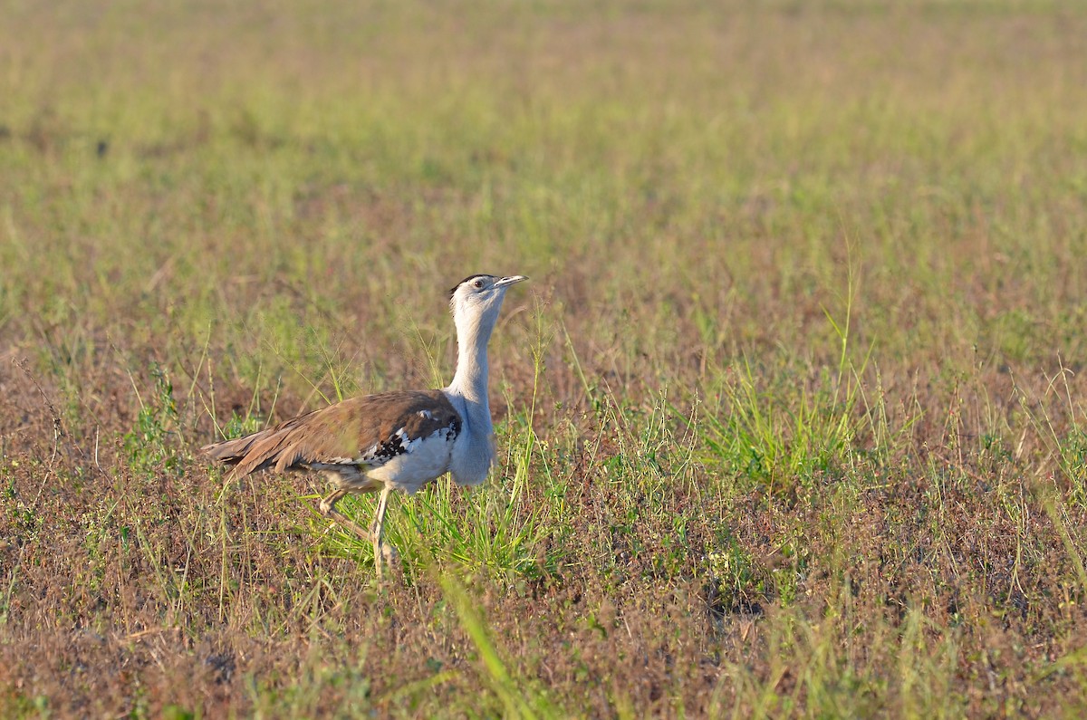 Australian Bustard - ML623390178