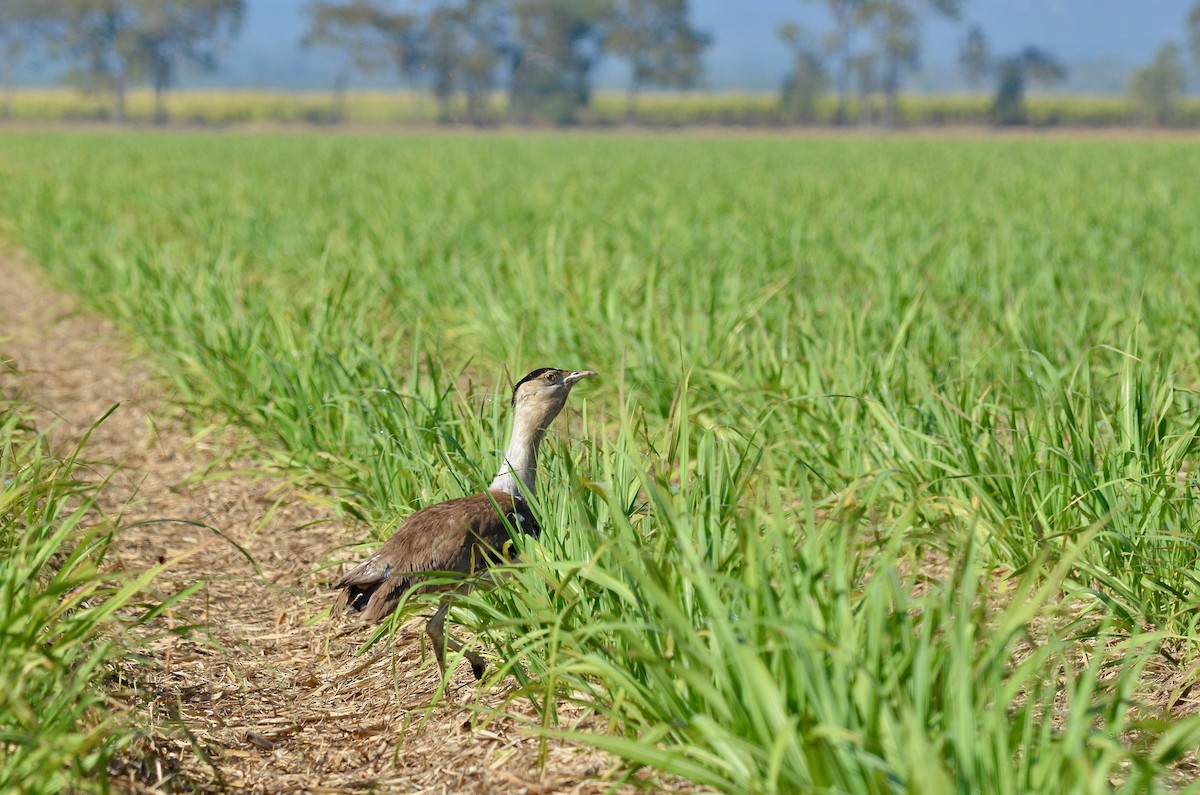 Australian Bustard - ML623390228