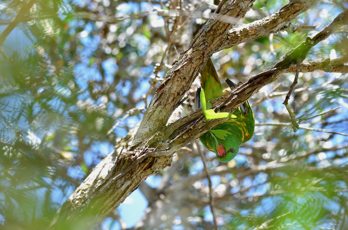 Scaly-breasted Lorikeet - ML623390241