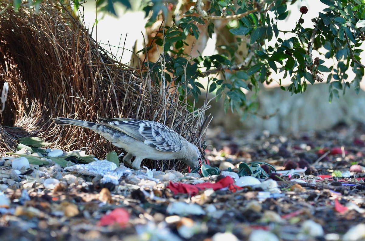 Great Bowerbird - ML623390244
