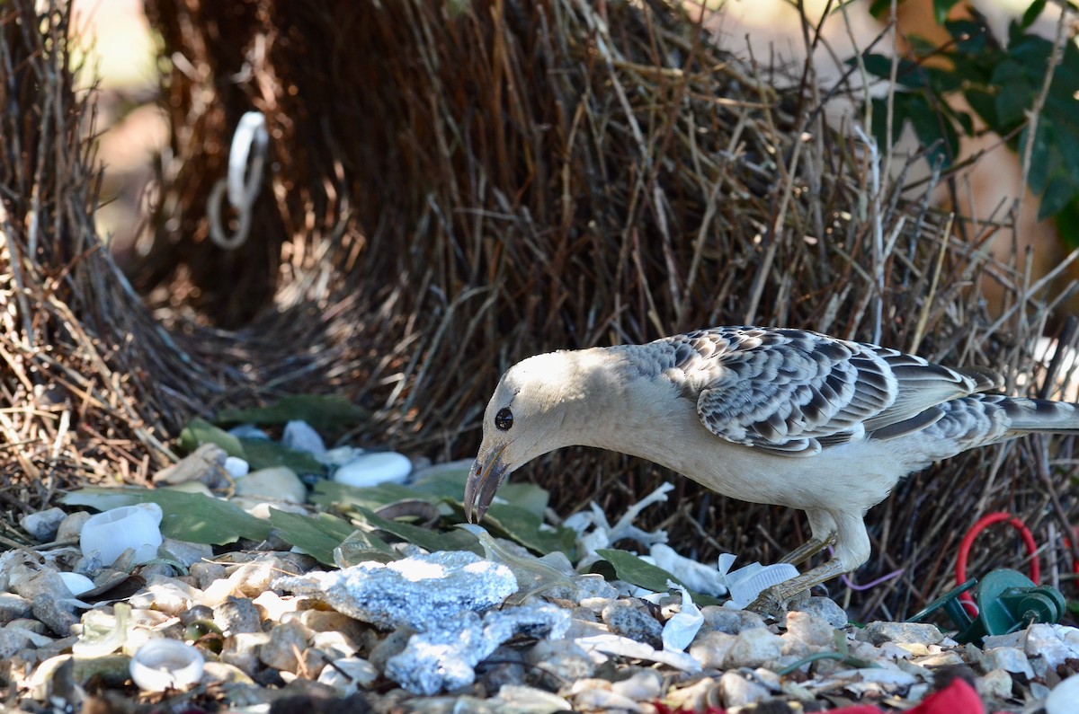 Great Bowerbird - ML623390245
