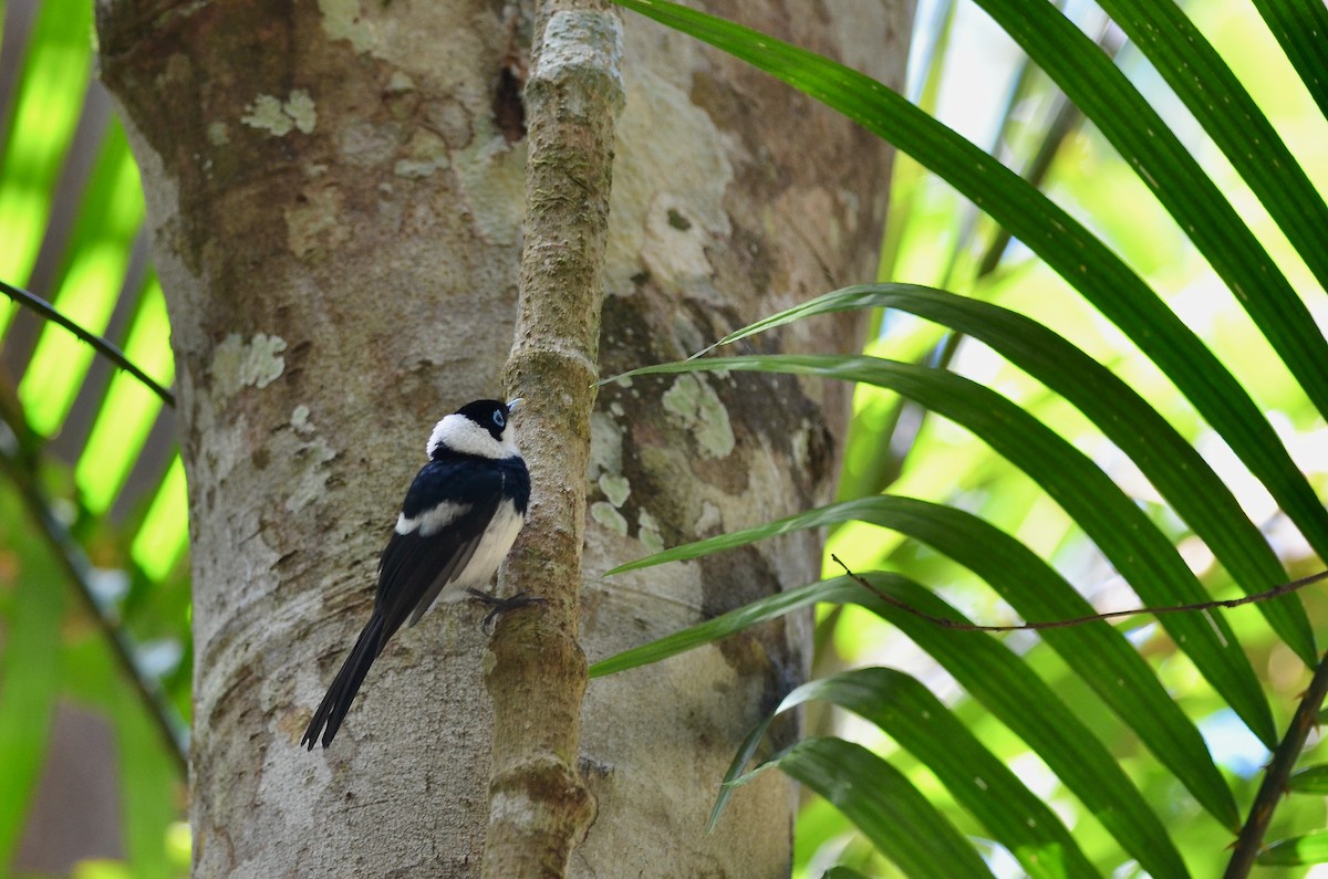 Pied Monarch - Chun-Chieh Liao
