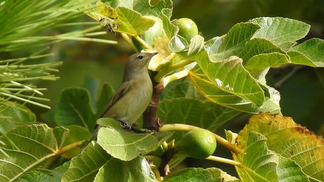 Garden Warbler - ML623390270