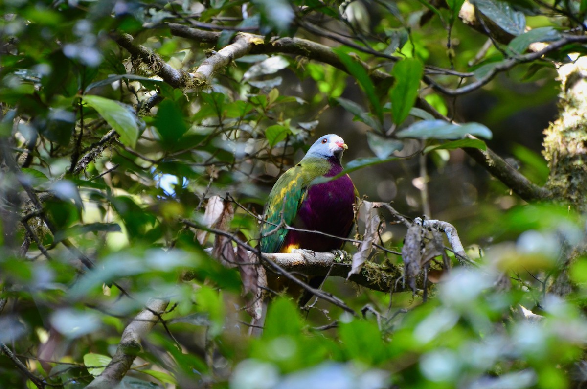 Wompoo Fruit-Dove - ML623390275