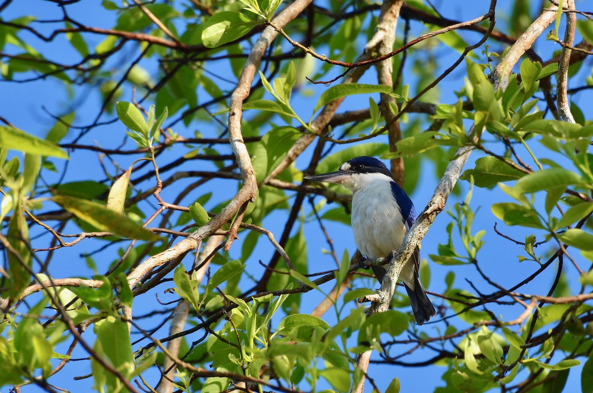 Forest Kingfisher - ML623390298