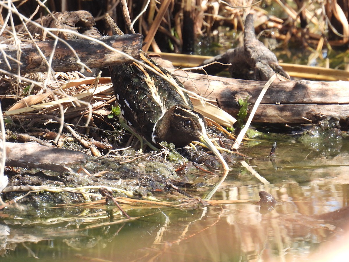 South American Painted-Snipe - ML623390337