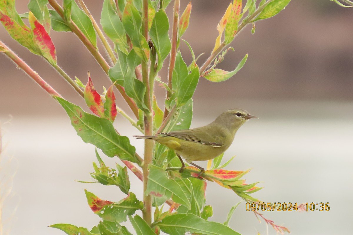 サメズアカアメリカムシクイ - ML623390360