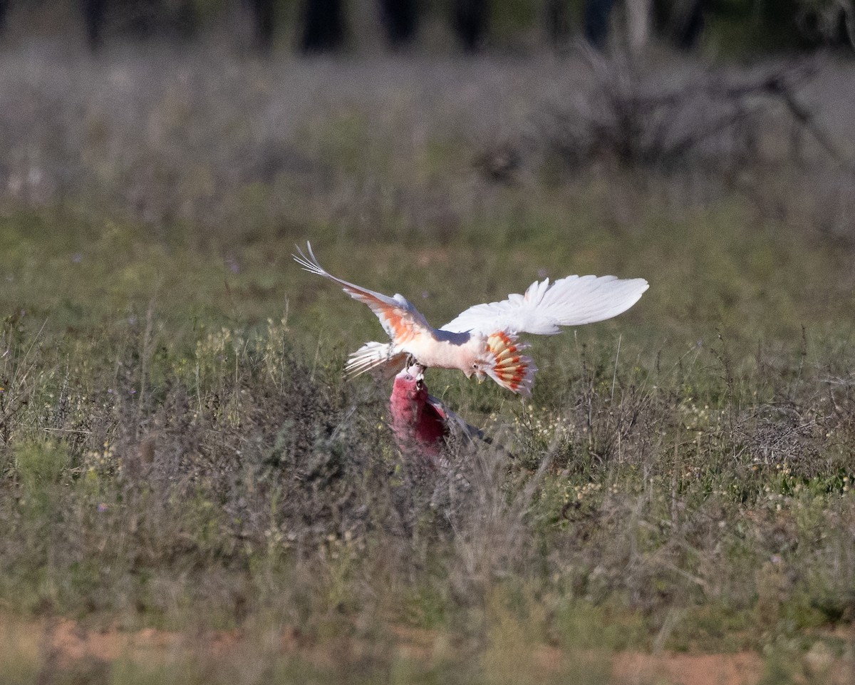 Pink Cockatoo - ML623390379