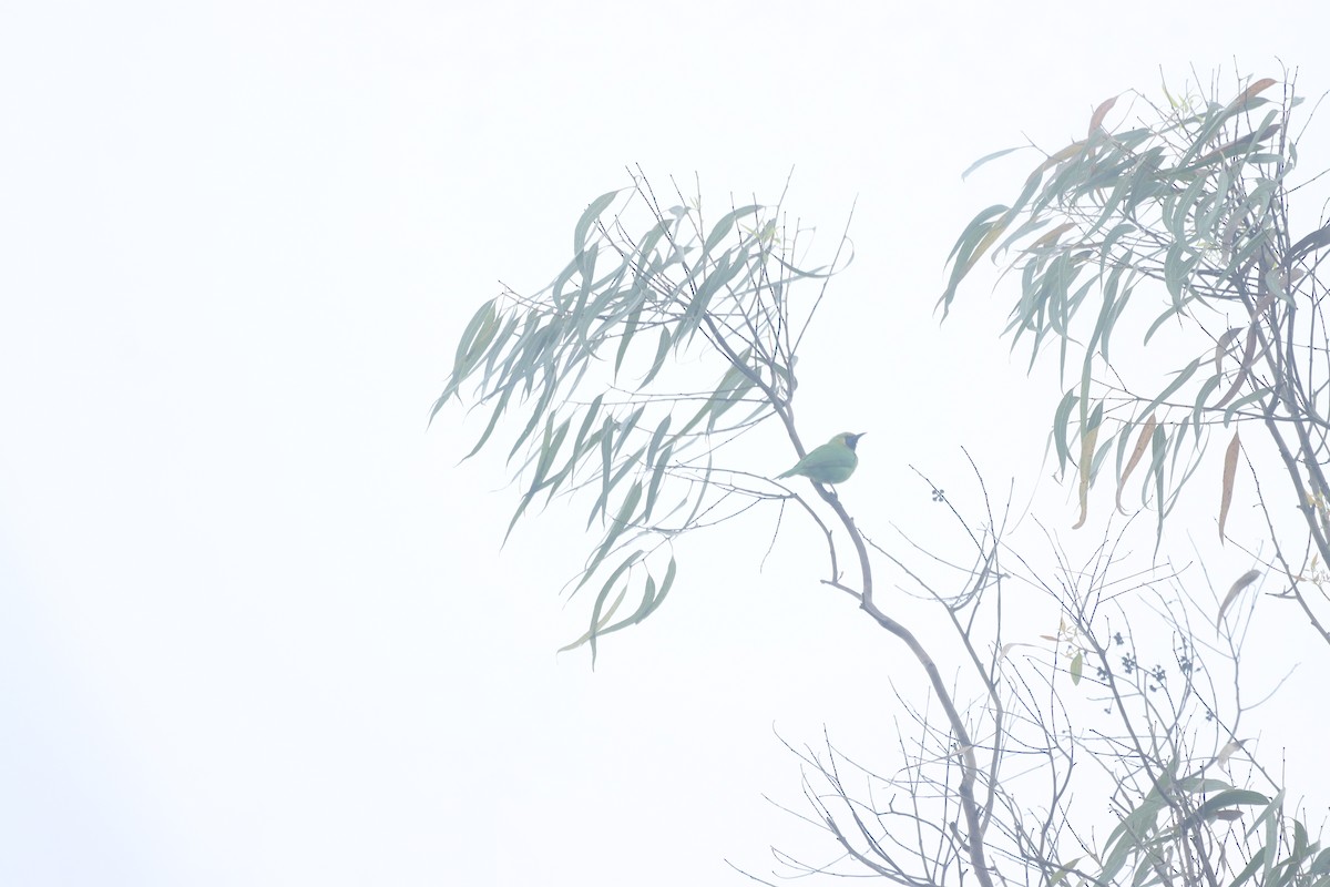 Golden-fronted Leafbird - ML623390382