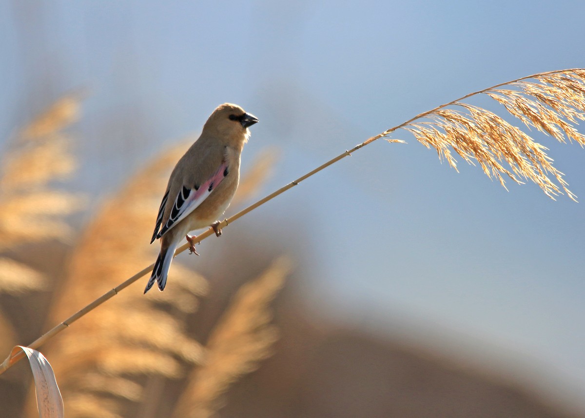 Desert Finch - ML623390383