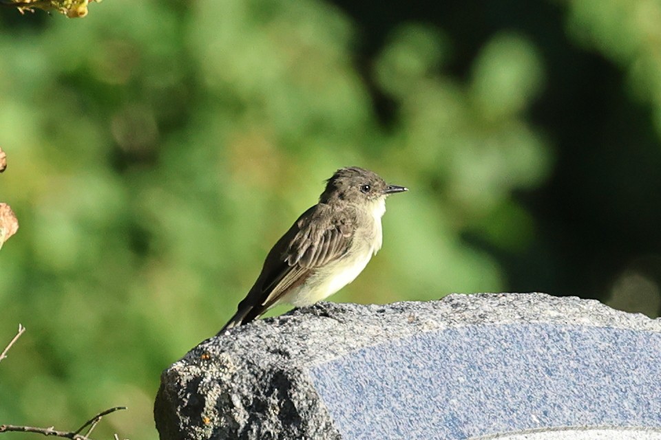 Eastern Phoebe - ML623390436