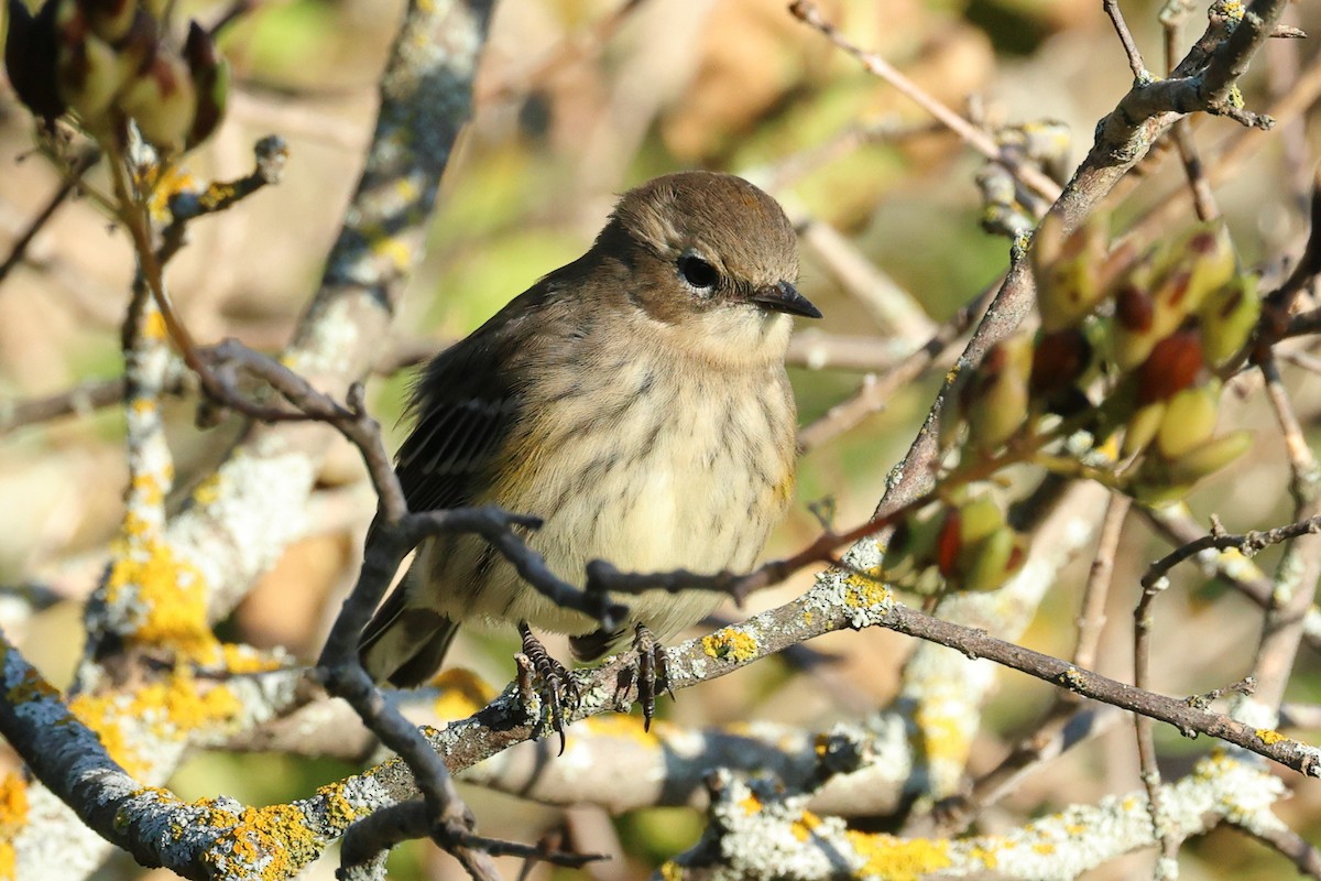 Yellow-rumped Warbler - ML623390446