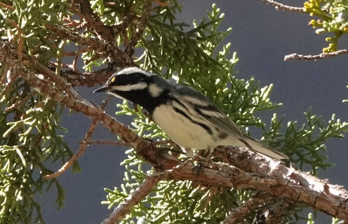 Black-throated Gray Warbler - ML623390457