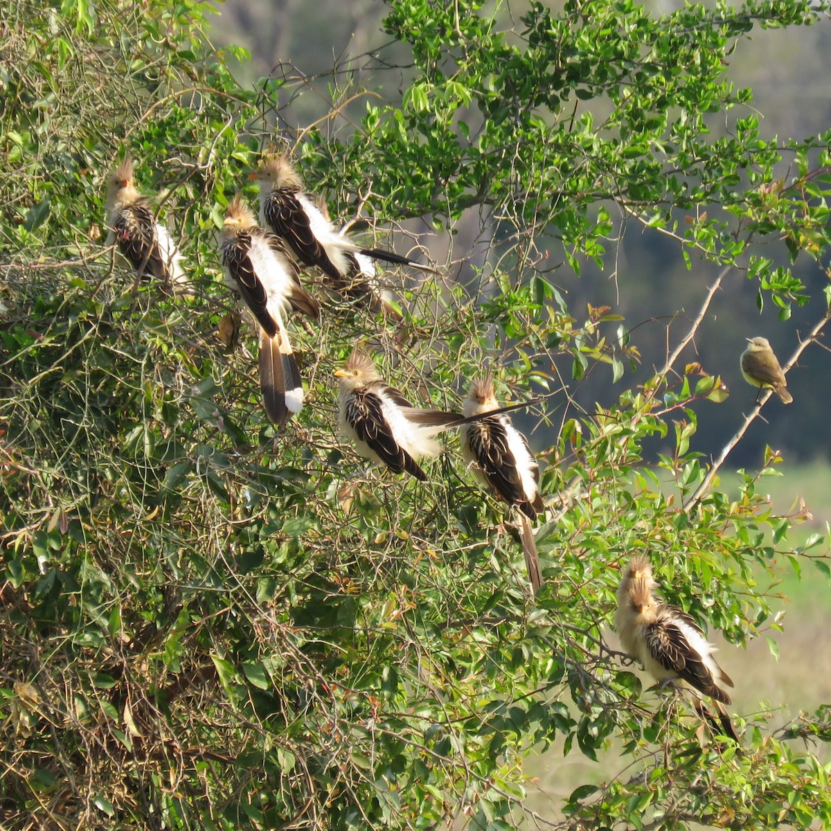 Guira Cuckoo - ML623390463