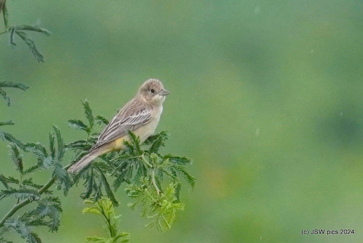 Black-headed Bunting - ML623390481