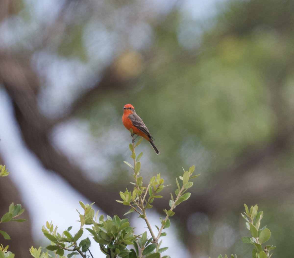 Vermilion Flycatcher - ML623390547