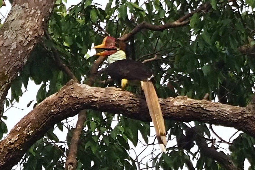 Helmeted Hornbill - ML623390573