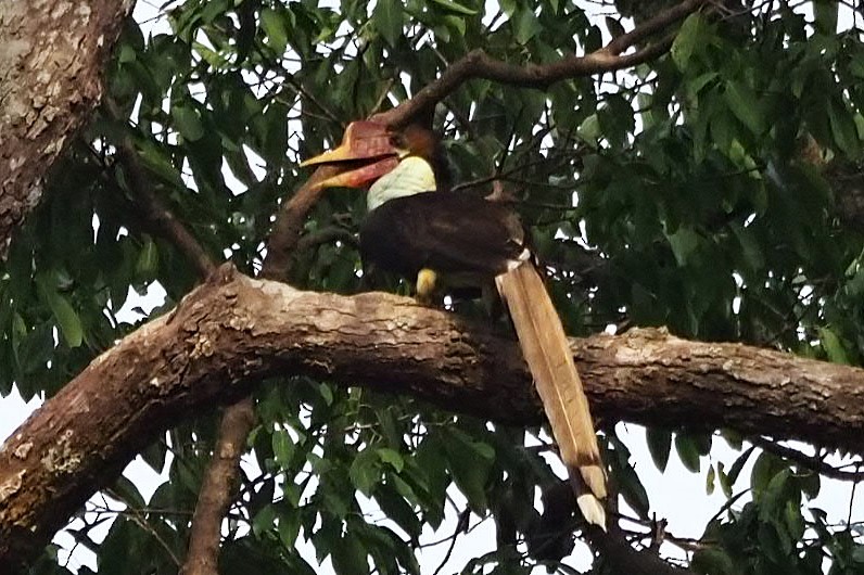 Helmeted Hornbill - ML623390574