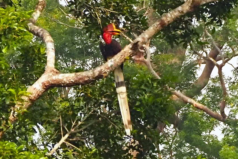 Helmeted Hornbill - ML623390575