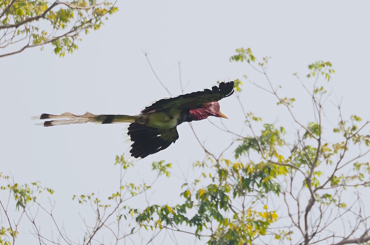 Helmeted Hornbill - ML623390576