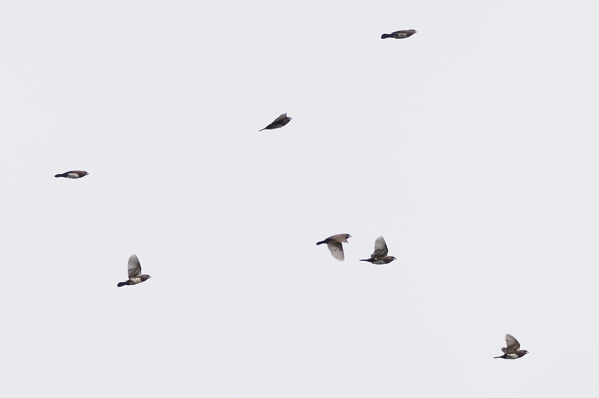 White-bellied Munia - Andy Lee