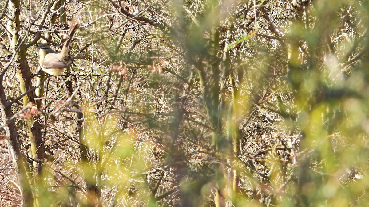 Greater Wagtail-Tyrant - ML623390739