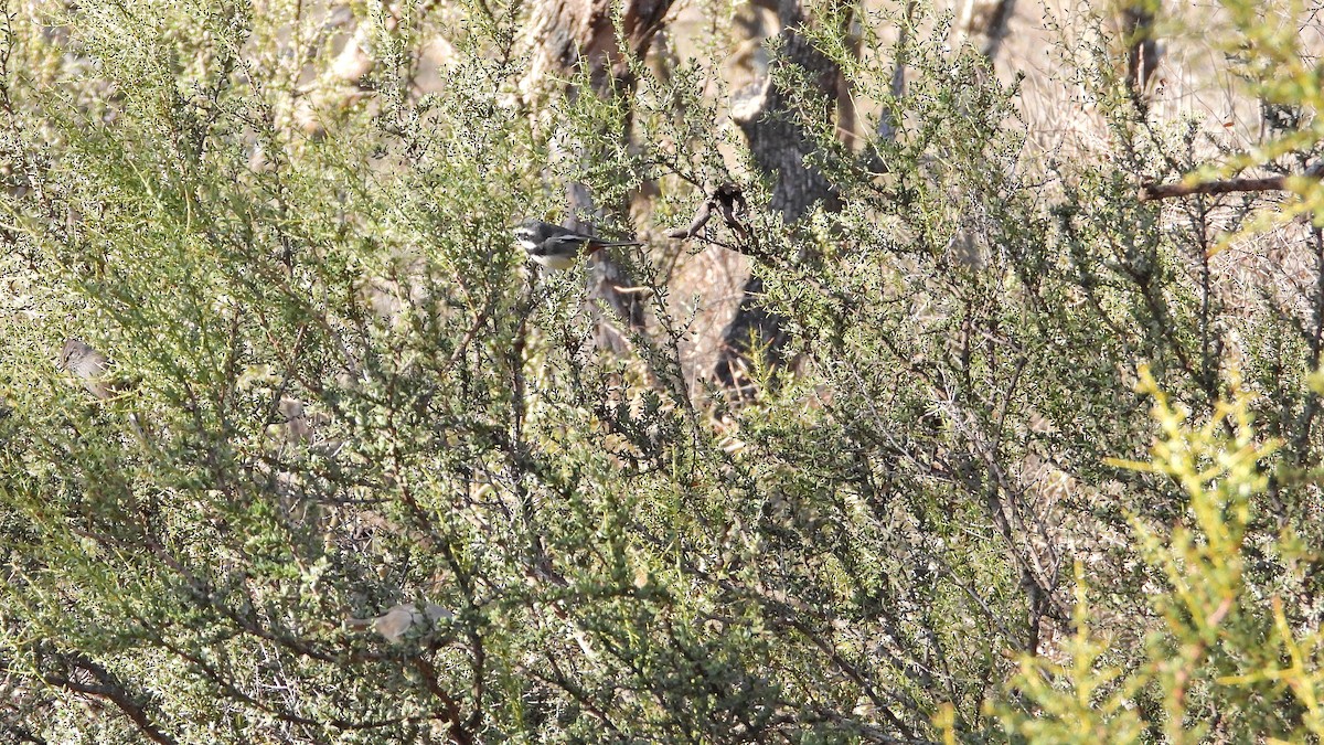 Ringed Warbling Finch - ML623390743