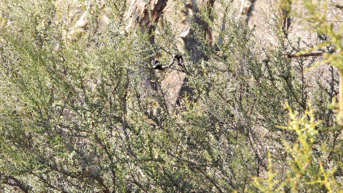 Ringed Warbling Finch - ML623390744