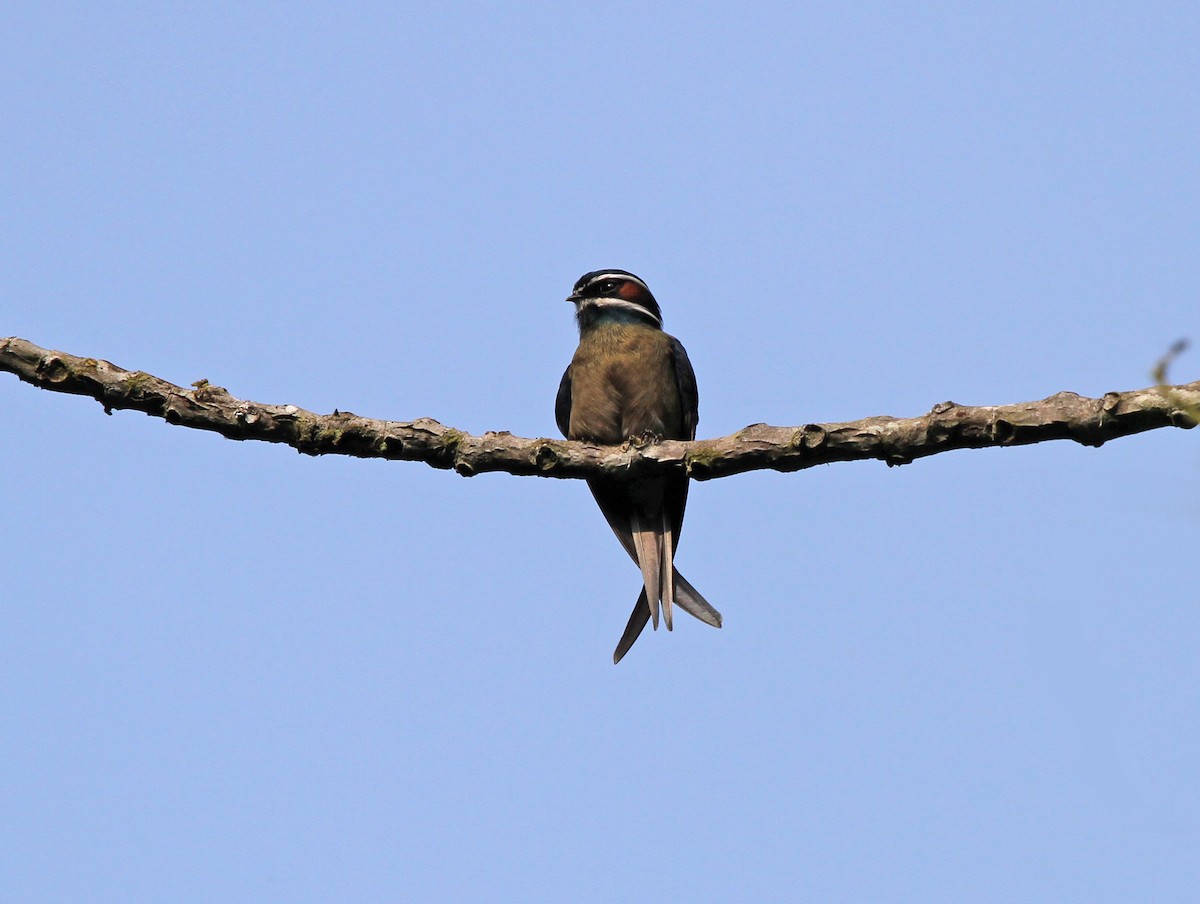 Whiskered Treeswift - ML623390759