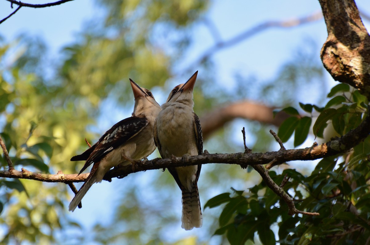 Laughing Kookaburra - ML623390789