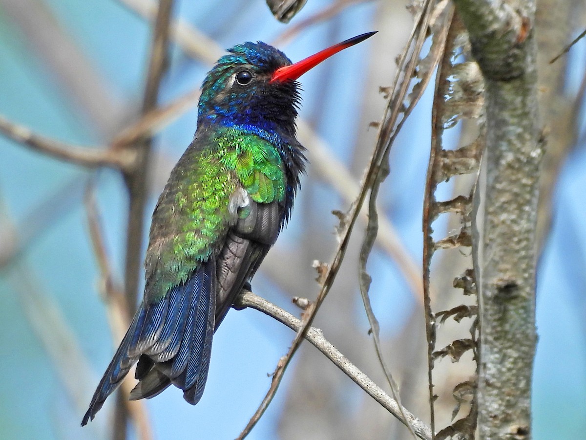 Blaugesichtkolibri - ML623390809
