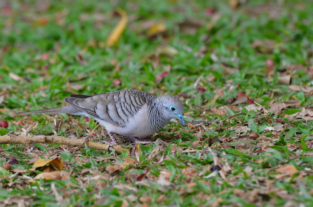 Peaceful Dove - ML623390810