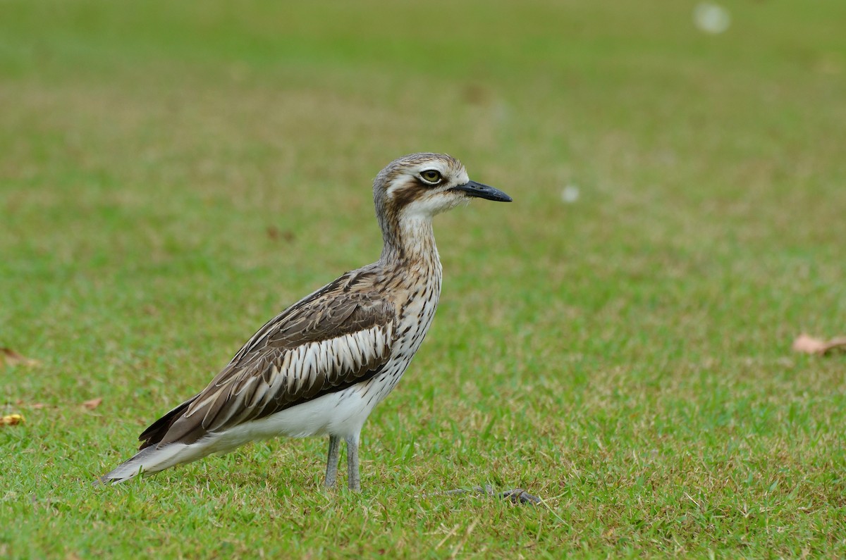 Bush Thick-knee - ML623390833