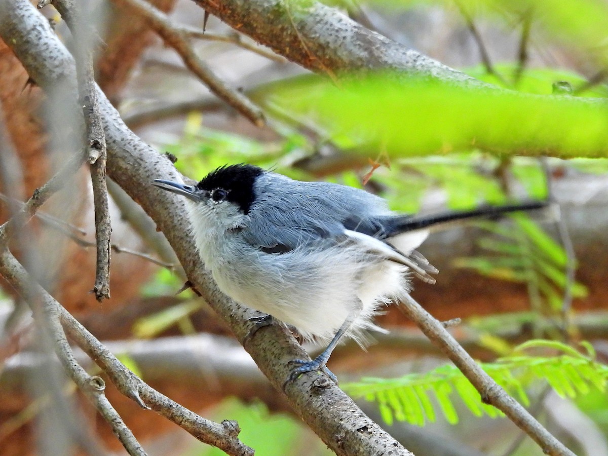 White-lored Gnatcatcher - ML623390870