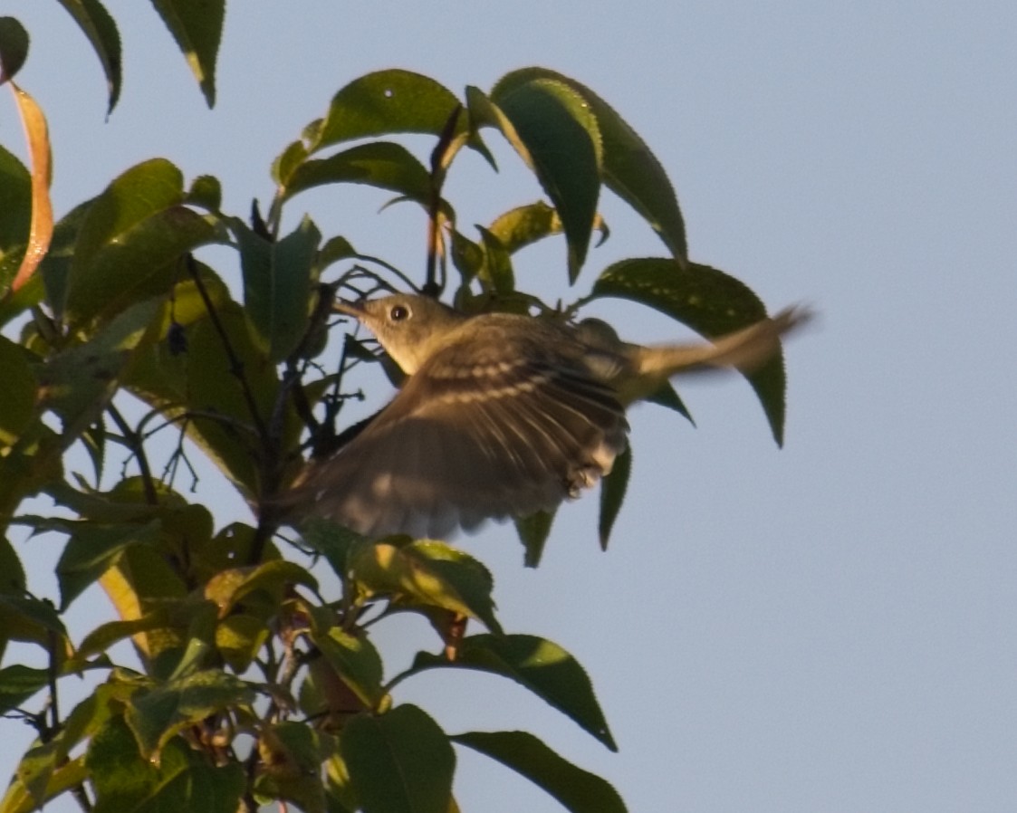 Least Flycatcher - ML623390876