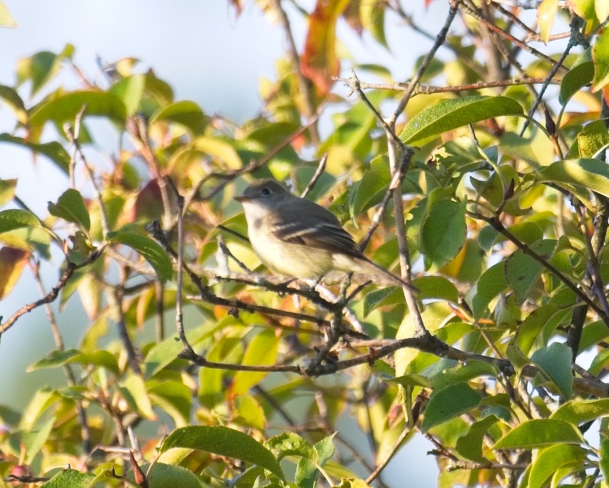 Least Flycatcher - ML623390878