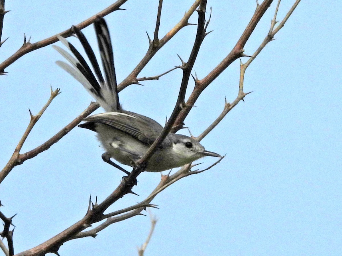 White-lored Gnatcatcher - ML623390881